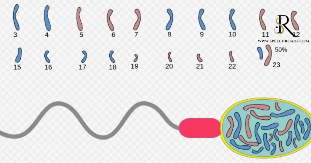 How Many Chromosomes Do Autistic Humans Have?