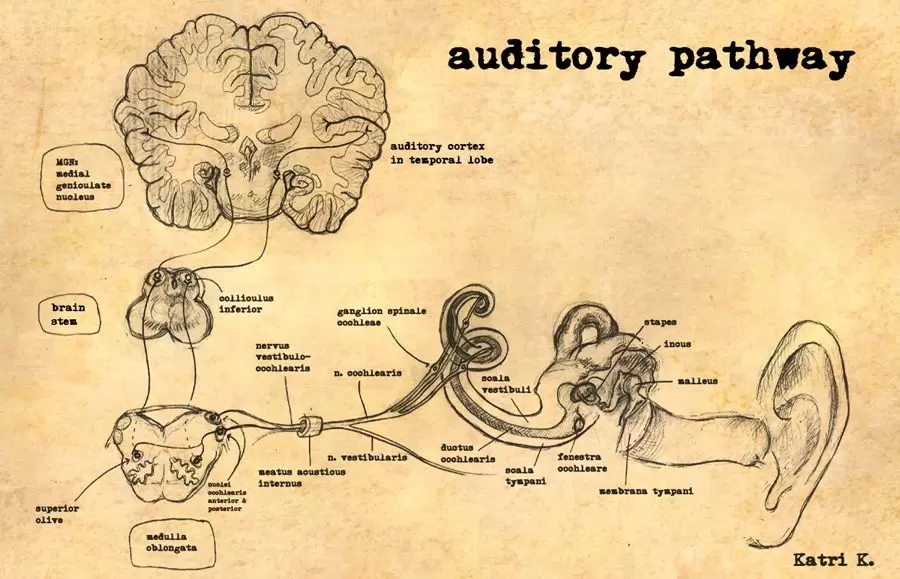 Let's discover every level in greater detail of 5 Essential Stages of Auditory Verbal Therapy