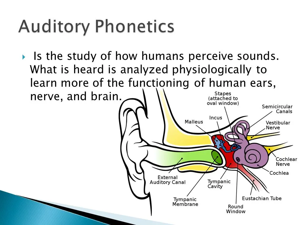 Segmenting Speech Sounds