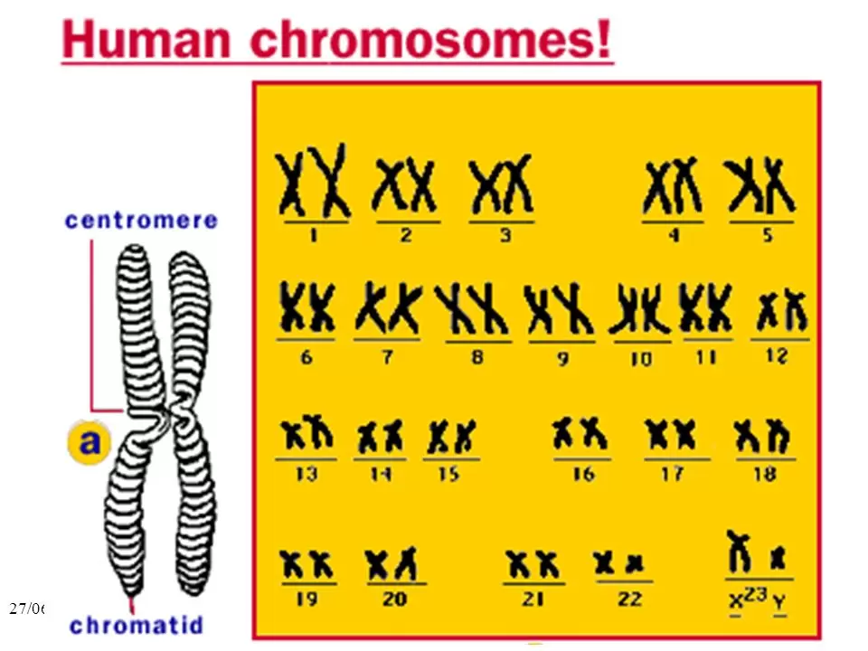 The Typical Chromosome Count in Humans