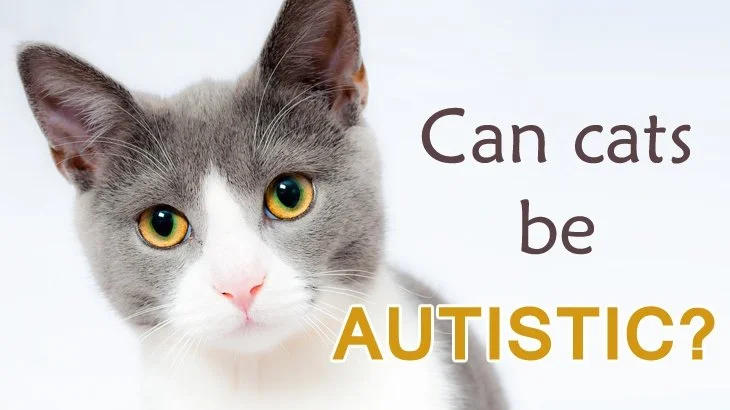 The Emerging Evidence for Autism in Cats